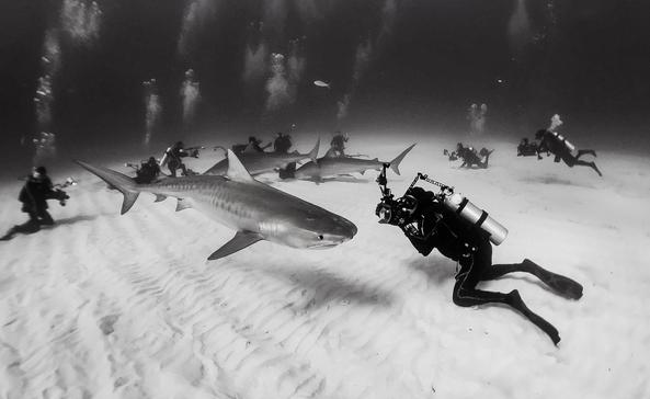 Hal Wells Underwater Photography